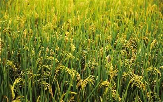 人均年粮食产量超470公斤 23年后再度回应：粮食安全无忧