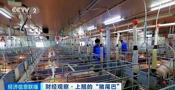 猪肉价格反弹！1头猪利润=2瓶茅台酒？