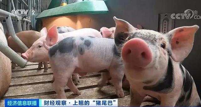 猪肉价格反弹！1头猪利润=2瓶茅台酒？