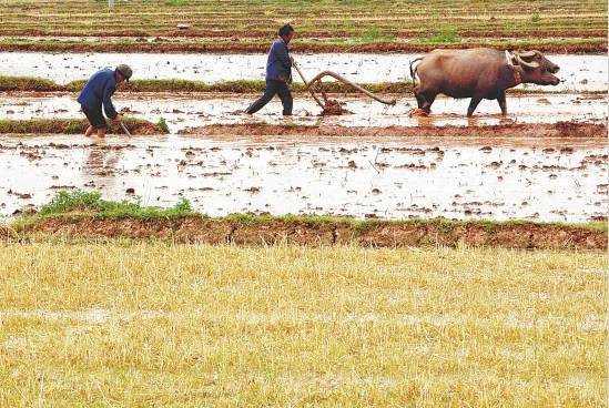 人均年粮食产量超470公斤 23年后再度回应：粮食安全无忧