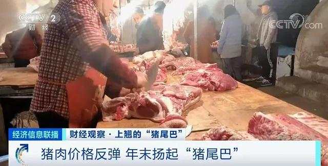 猪肉价格反弹！1头猪利润=2瓶茅台酒？