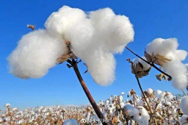 新疆棉花有多牛？！