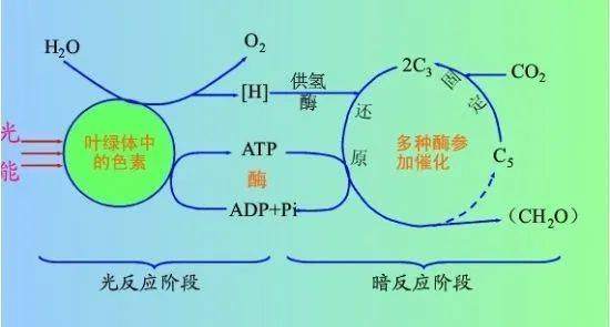 作为头号碳排放国，中国“固碳”的能力有多强？