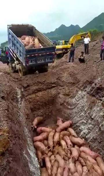 猪肉价格暴跌，而且还要继续跌