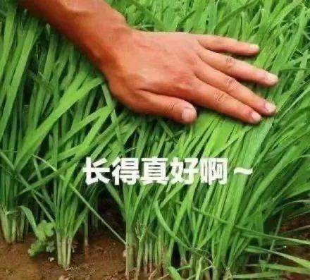 特斯拉也太“狗”了吧