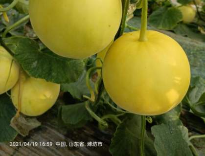 “深喉”发声,复盘社区团购败局之路