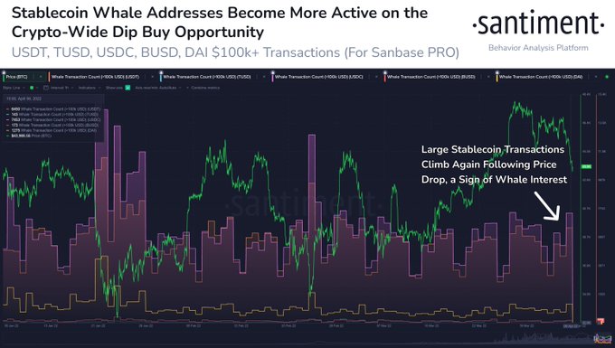 Cá voi khuấy động thị trường và ý nghĩa đối với Bitcoin, altcoin