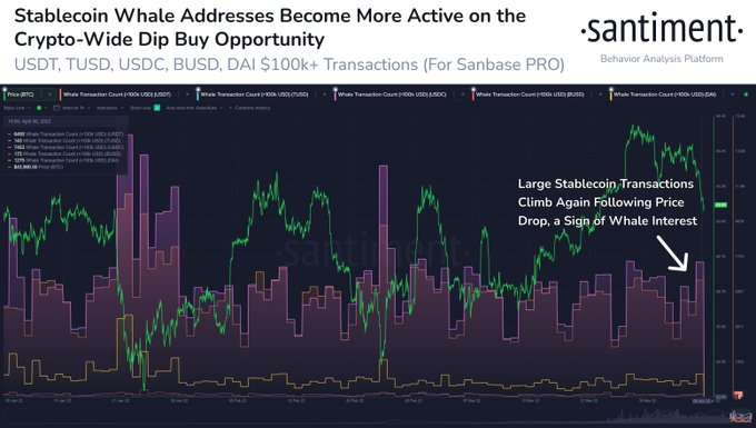Cá voi khuấy động thị trường và ý nghĩa đối với Bitcoin, altcoin