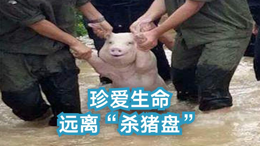 杀猪盘为何割了一茬又一茬？