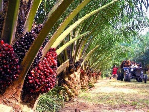 Harga CPO Bakal Ditetapkan Bappebti, Ini Respons GAPKI