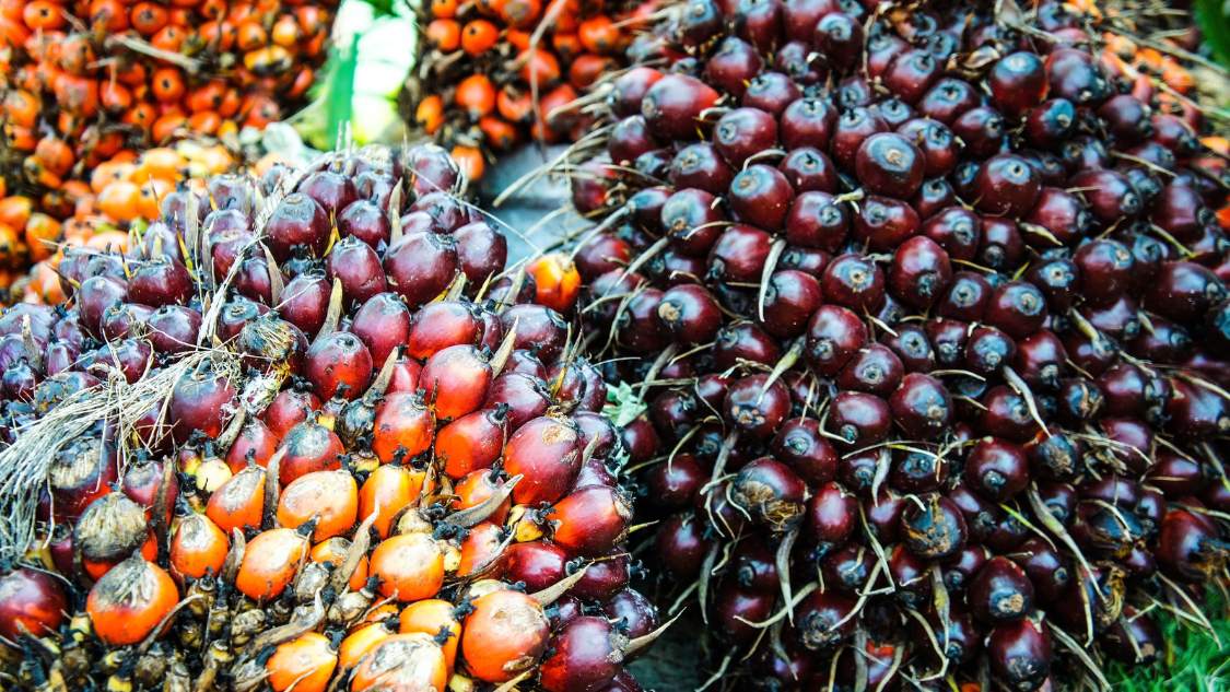 Pembentukan Bursa CPO Butuh Pembahasan Bersama Agar Tak Bebani Petani Sawit