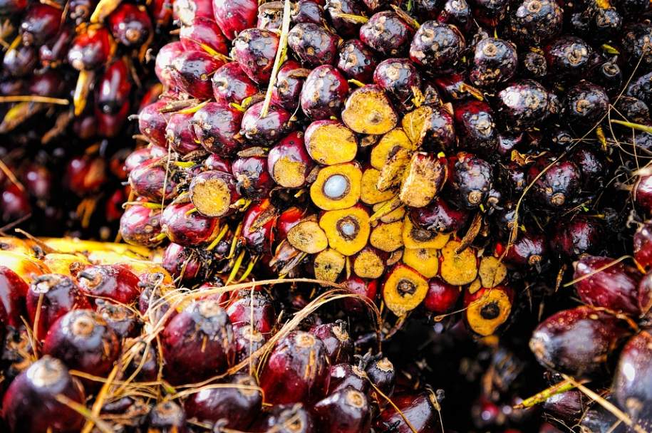 Kebijakan Sawit Indonesia Akan Pengaruhi Harga CPO Pekan Ini