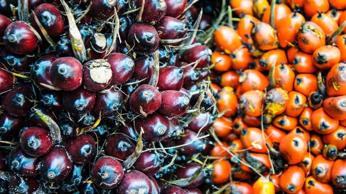 Aturan Bursa CPO Mundur ke Akhir Juni 2023