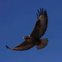 李贵德