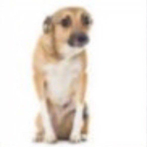 feed-image-0