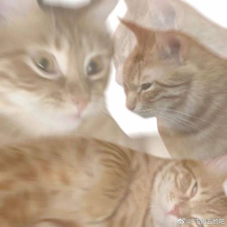 feed-image-0