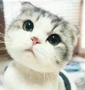 笑解汇闻|川普又换将,这次是上任才十天的白宫通讯主任