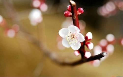胡丁杰：空头势如破竹，两天暴跌20个点盈利，黄金注定与千三无缘！