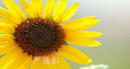 严施影4.26黄金白银行情走势将承压下行？及操作建议多单解套