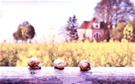 feed-image-0