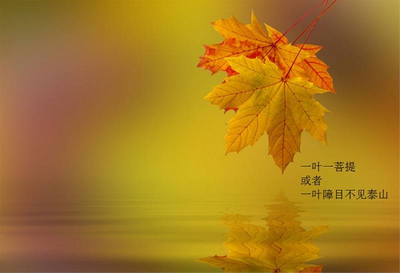 交易员洞察101期-没有两片完全相同的叶子，也没有性格完全相同的人