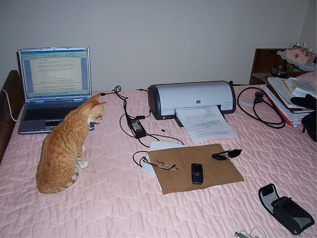 如果程序员是猫，你是哪只猫？