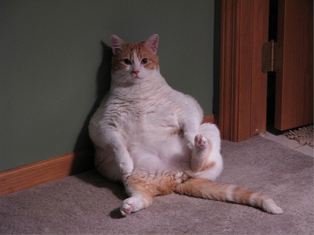 如果程序员是猫，你是哪只猫？