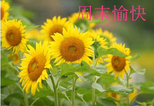 【名家】韩凌语:11.5原油为何暴涨暴跌?原油多空单被套怎么办?