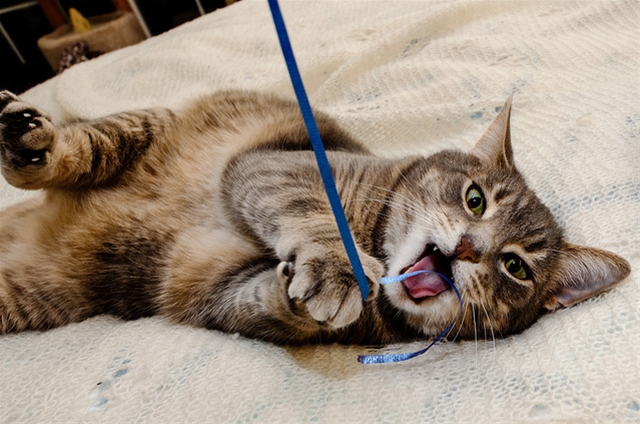 如果程序员是猫，你是哪只猫？