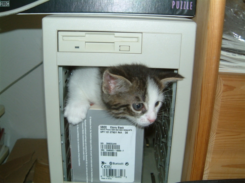 如果程序员是猫，你是哪只猫？