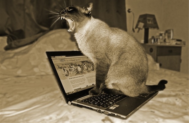 如果程序员是猫，你是哪只猫？