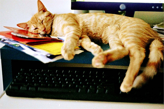 如果程序员是猫，你是哪只猫？