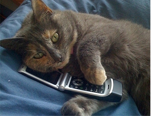 如果程序员是猫，你是哪只猫？