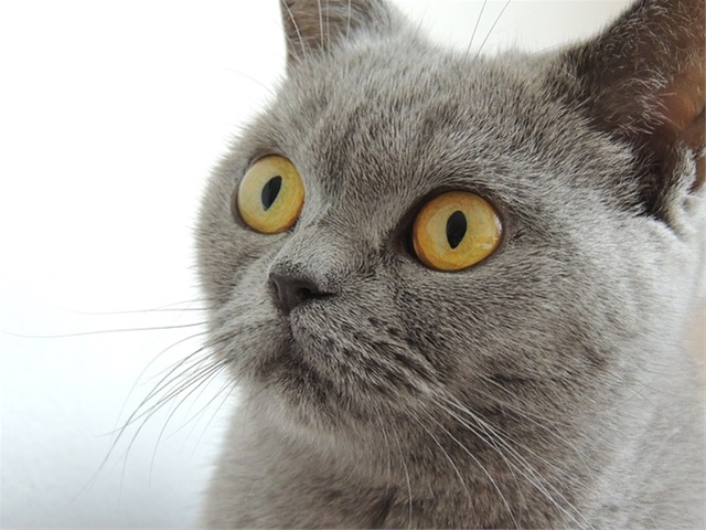 如果程序员是猫，你是哪只猫？