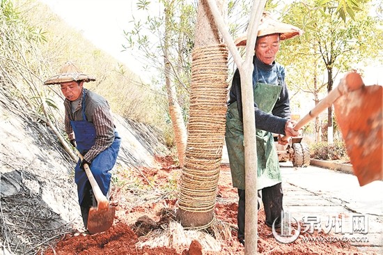 德化打造银杏“黄金大道”
