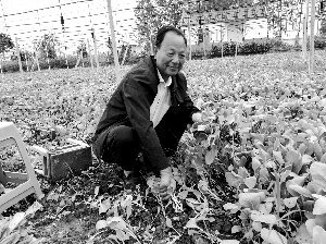 “黑皮书记”严清华把穷村变成了真正的黄金村