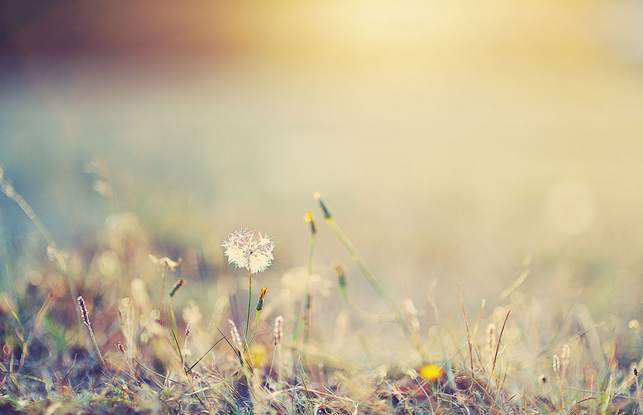 feed image