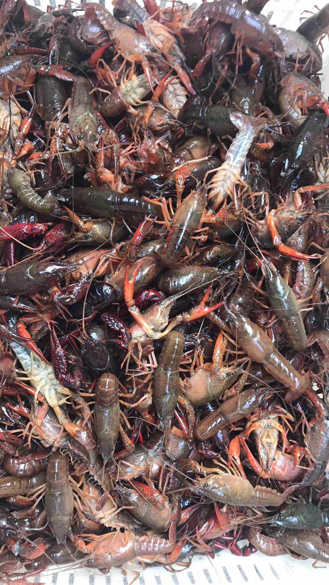 feed image
