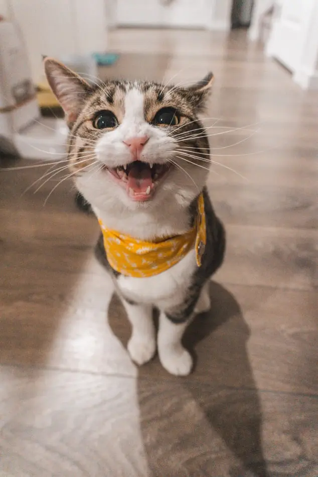 feed image