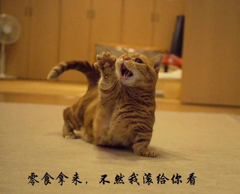 不喜欢撸猫的交易员，肯定不喜欢吃零食