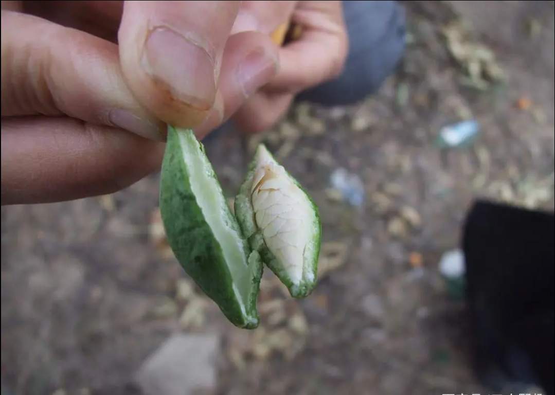 儿时常吃的零食，内含“牛奶”，腌一下才美味，再不吃就飞走了