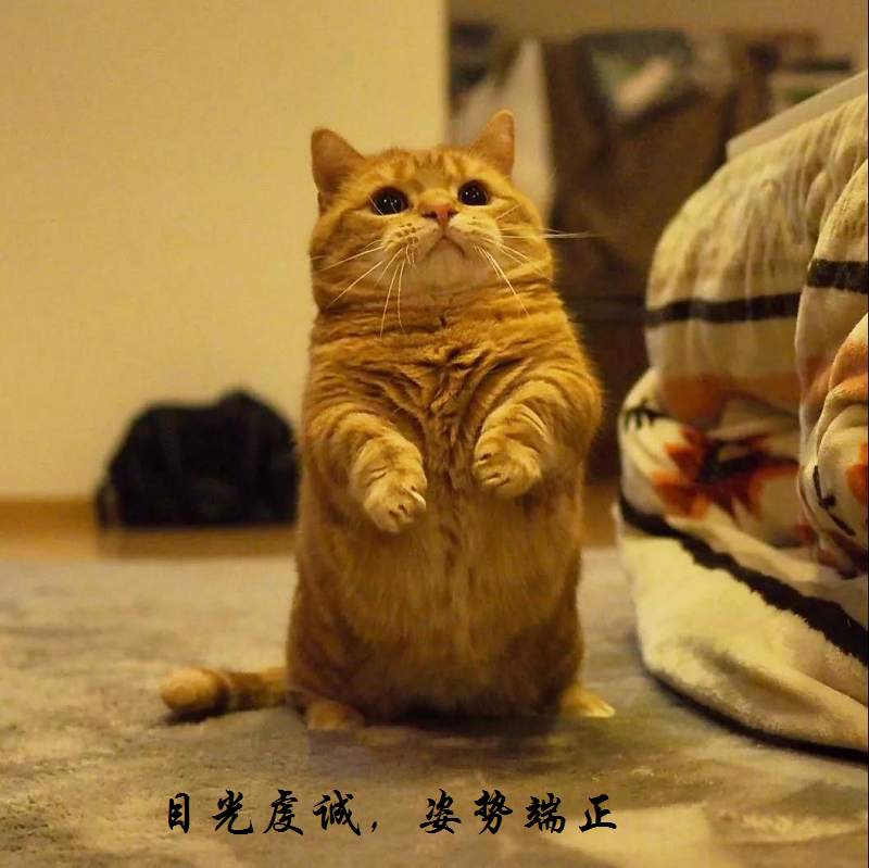 不喜欢撸猫的交易员，肯定不喜欢吃零食