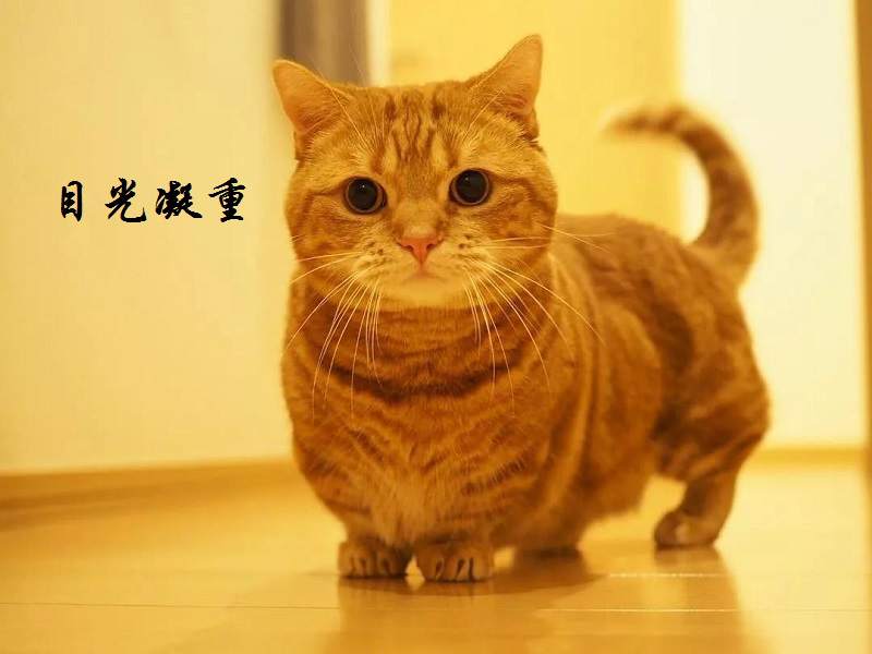 不喜欢撸猫的交易员，肯定不喜欢吃零食