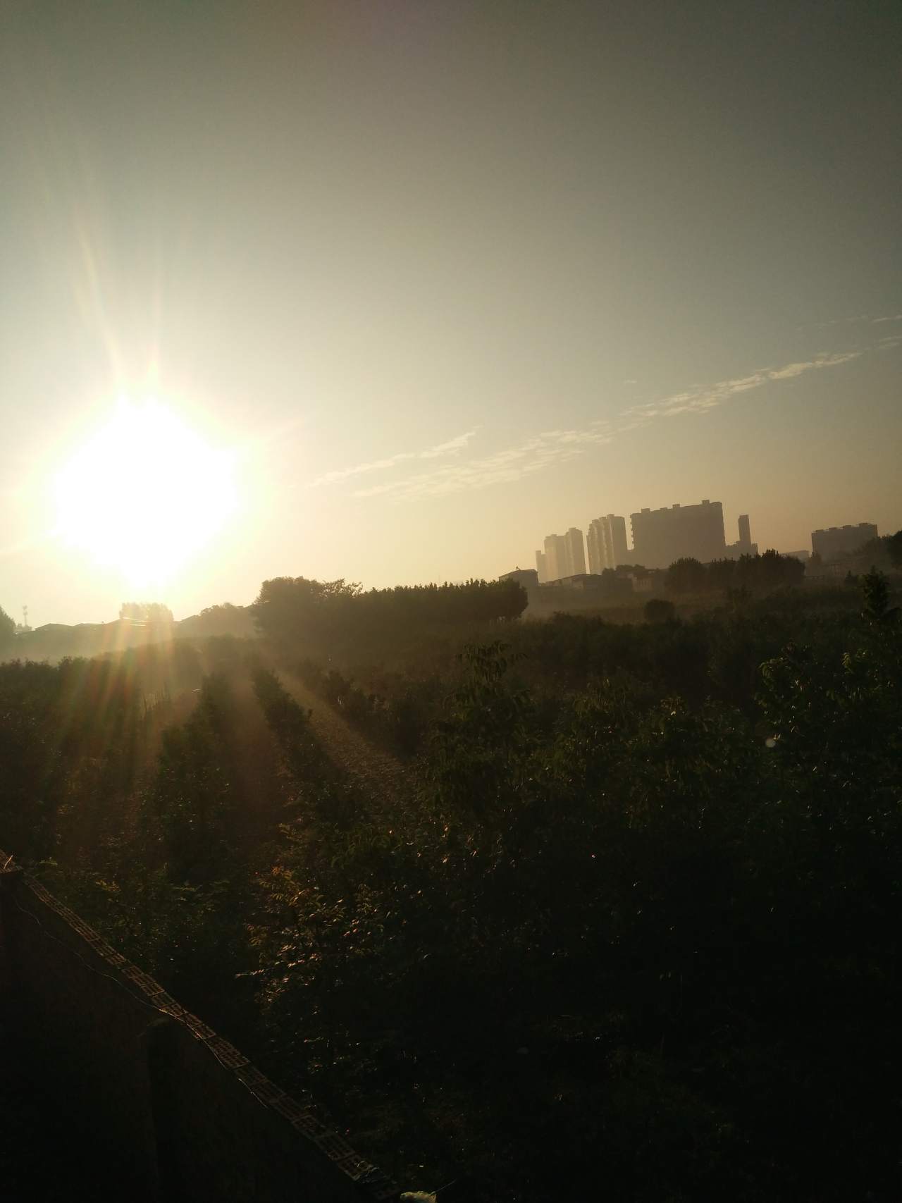 预祝 太阳 黄金