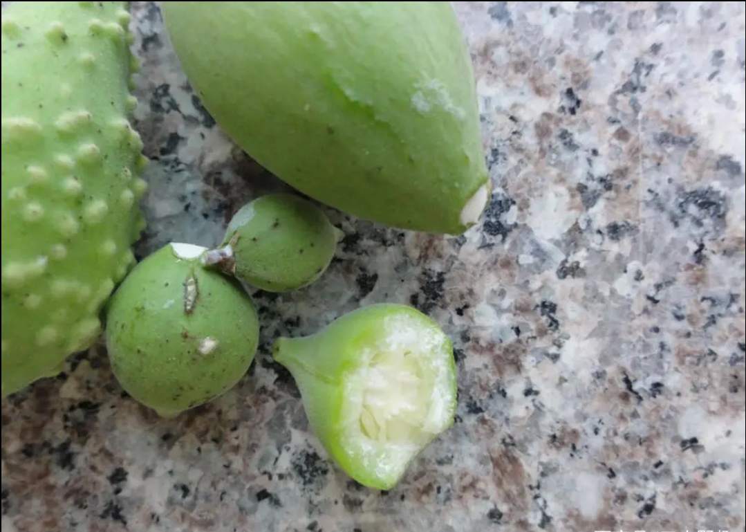 儿时常吃的零食，内含“牛奶”，腌一下才美味，再不吃就飞走了