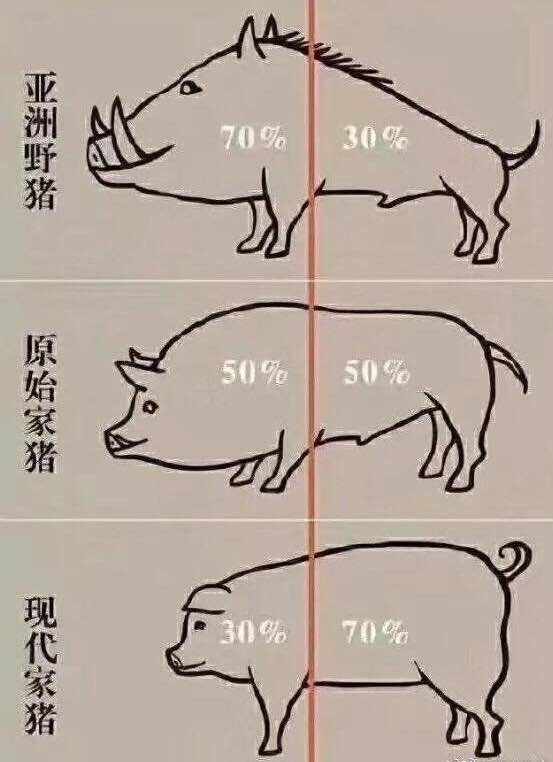 进化史 疯长 科学研究 屁股 萎缩 脑袋