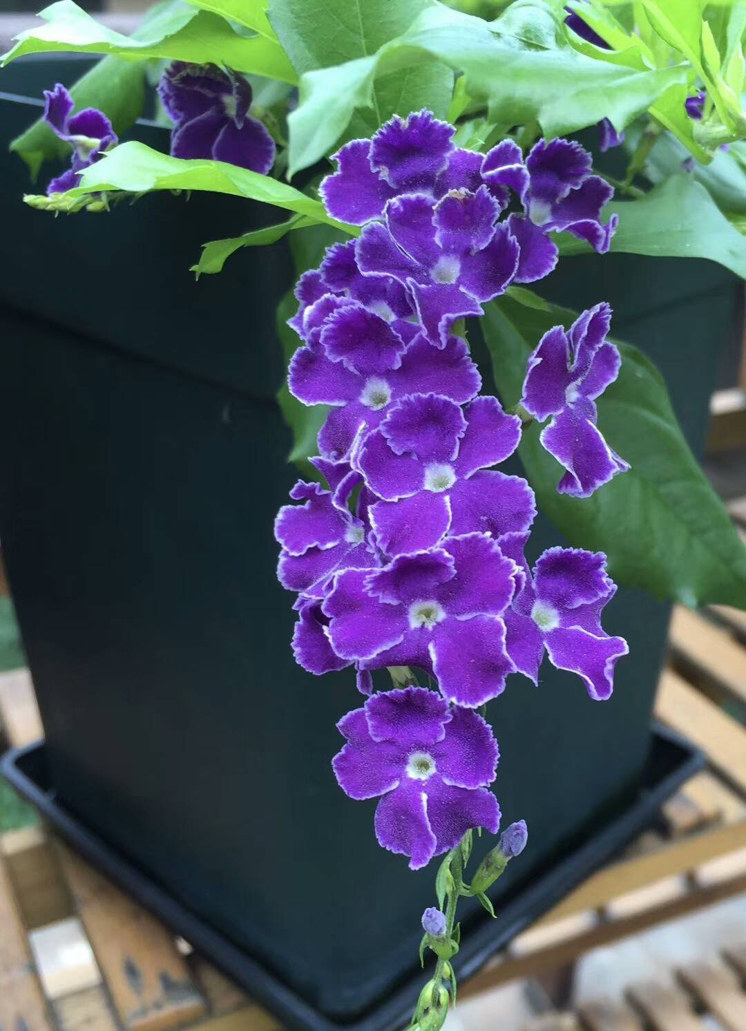 feed image