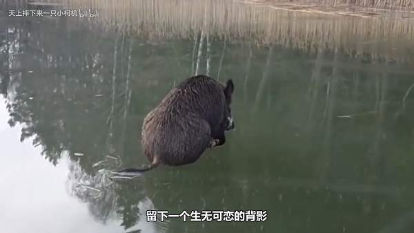 作为一个交易员，实在是太南了