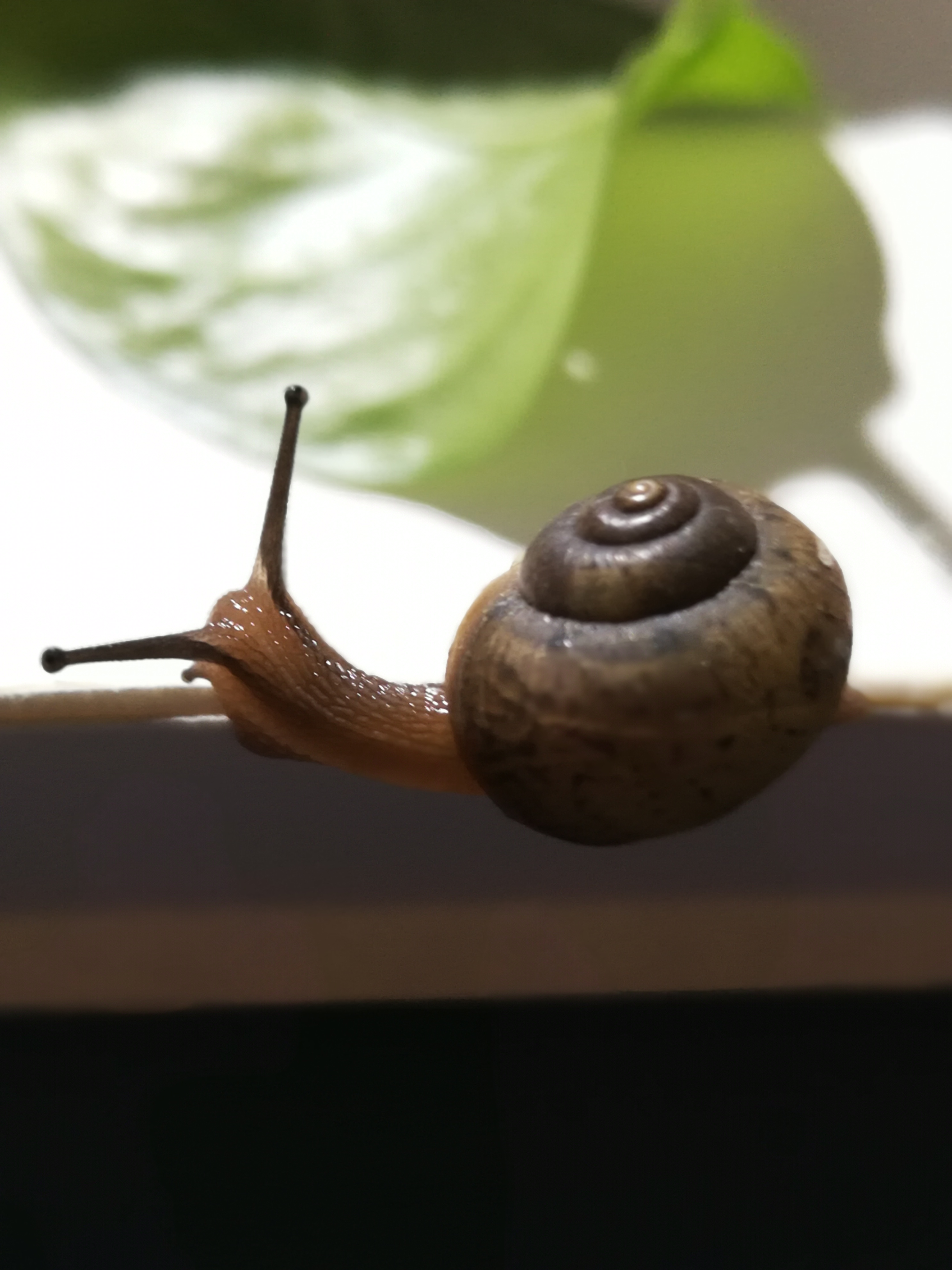 feed-image-0