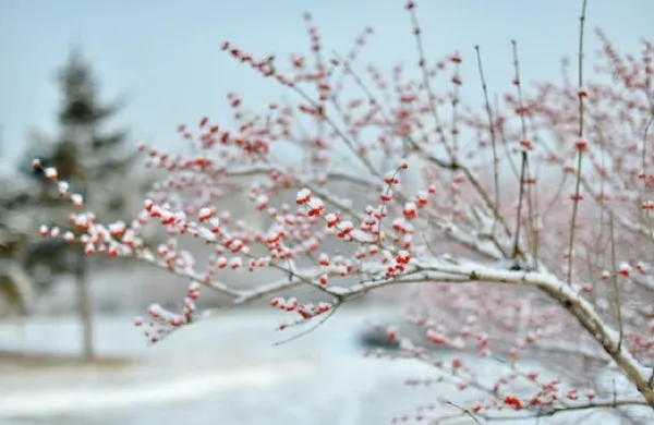 feed image